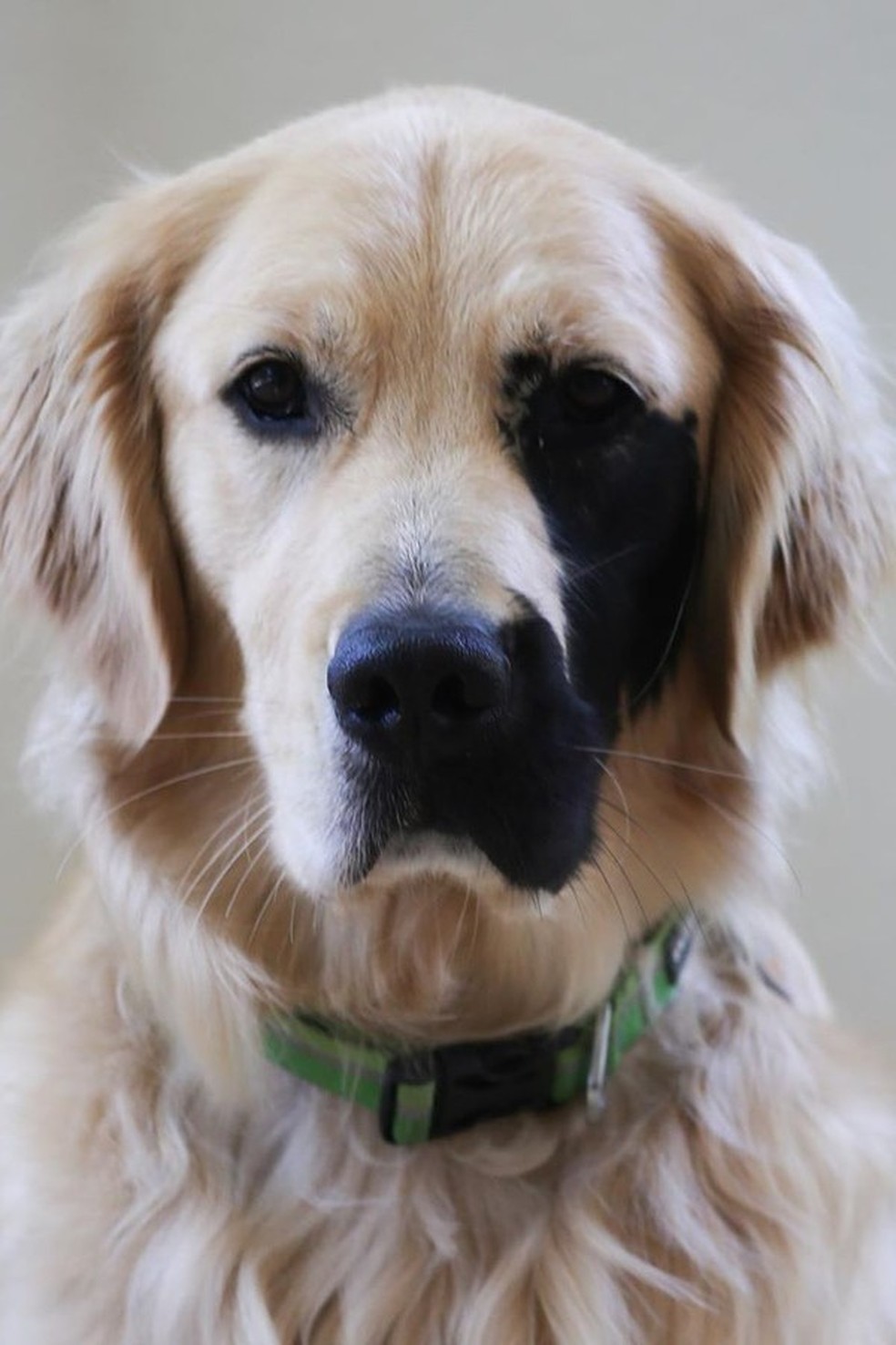 Cachorrinho com mancha no olho faz sucesso na web — Foto: Glamour