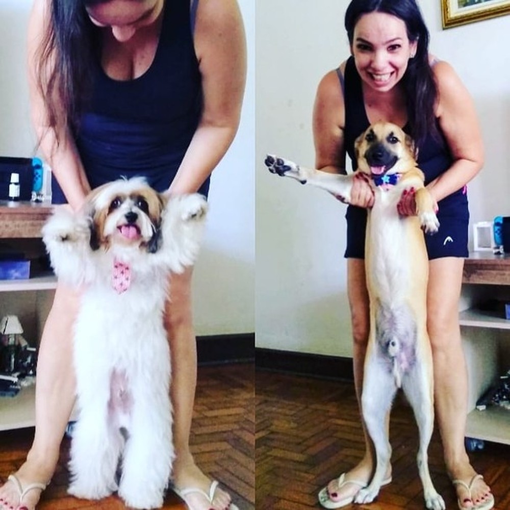 Cachorro destrói quarto de dona e vídeo viraliza na web