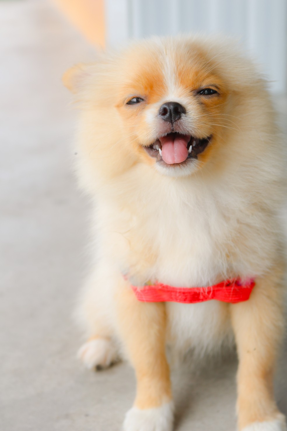 Um cachorro tem cerca de 100 expressões faciais — Foto: Pexels