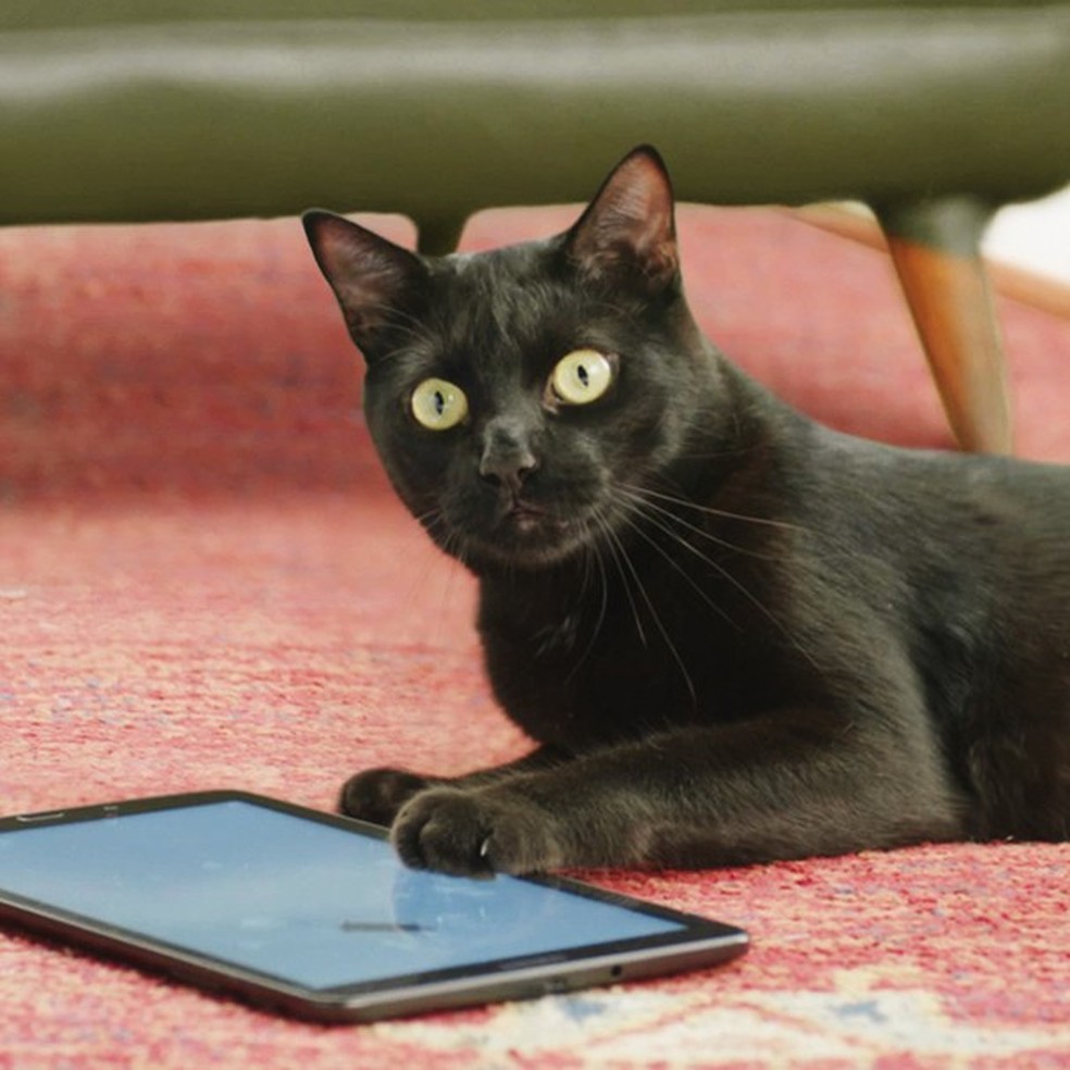 Campanha de ONG desmistifica a ideia de que gato preto dá azar