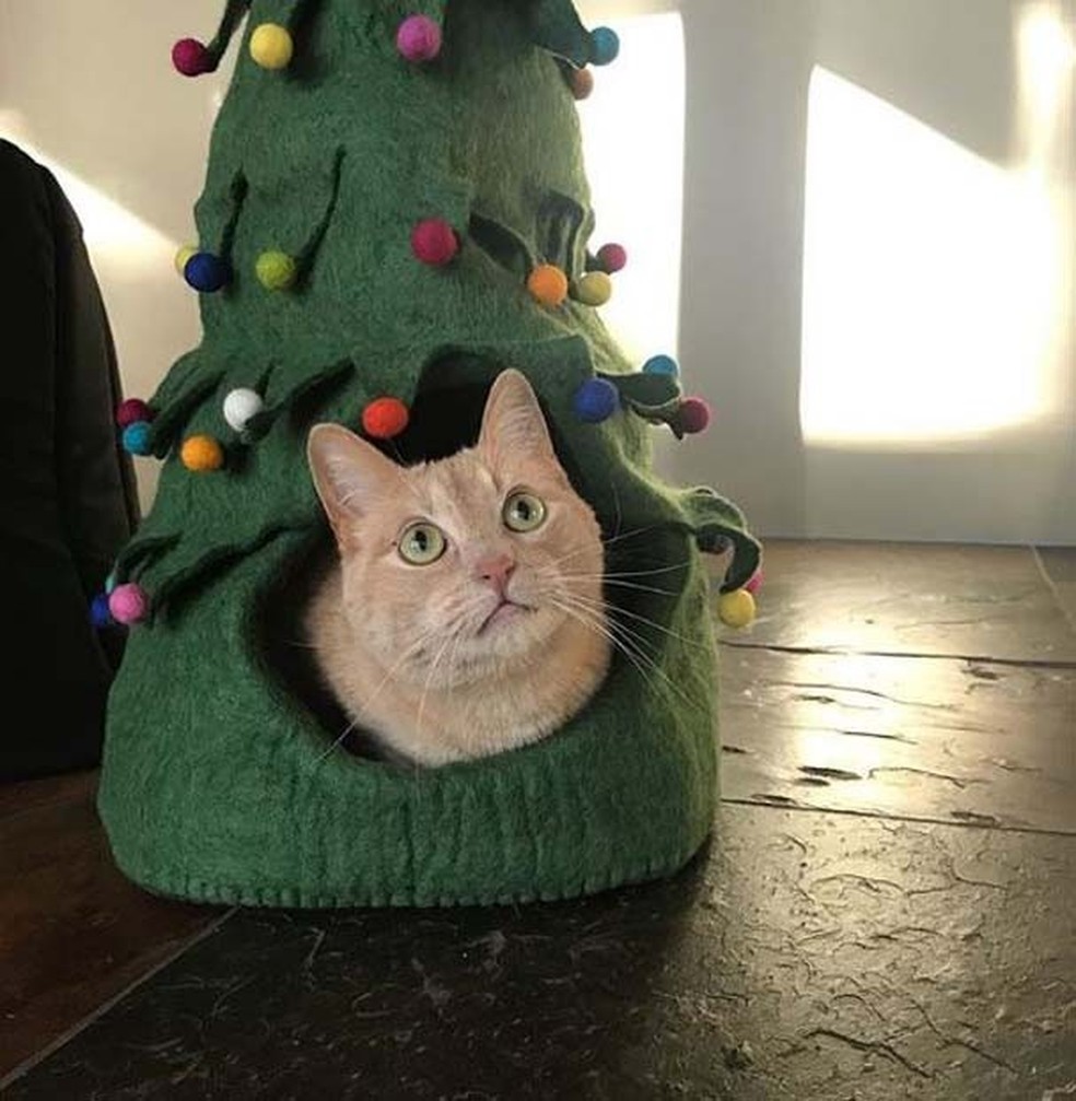 Essa casa de gato em forma de árvore de Natal é tudo o que precisamos