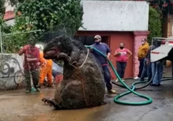 Trabalhadores descobrem 'rato gigante' durante limpeza do sistema de esgoto