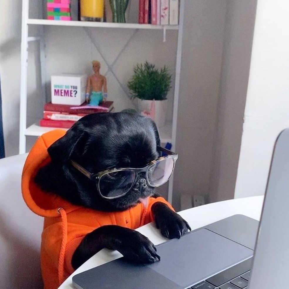 Pet do perfil Dogs working from home (Foto: Reprodução Instagram) — Foto: Glamour