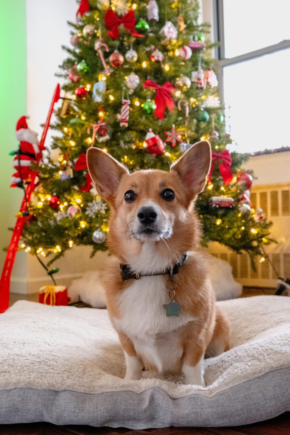 Como acalmar os pets nas festas de fim de ano? — Foto: Pexels