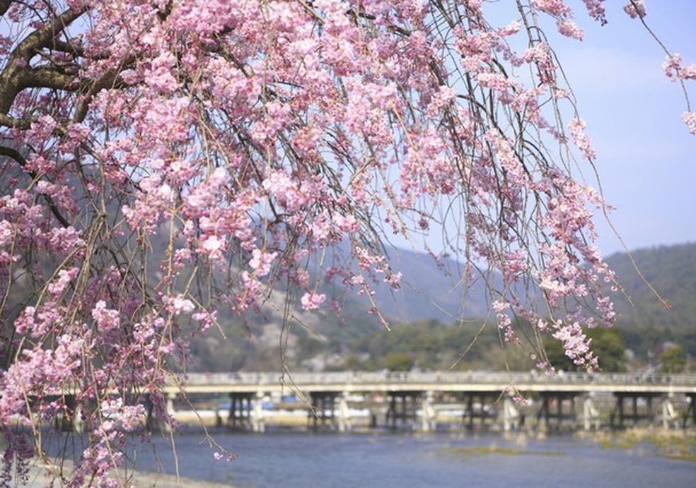 Mudanças climáticas fazem com que cerejeiras de Kyoto floresçam mais cedo (Foto: Getty Images/iStockphoto) — Foto: Glamour