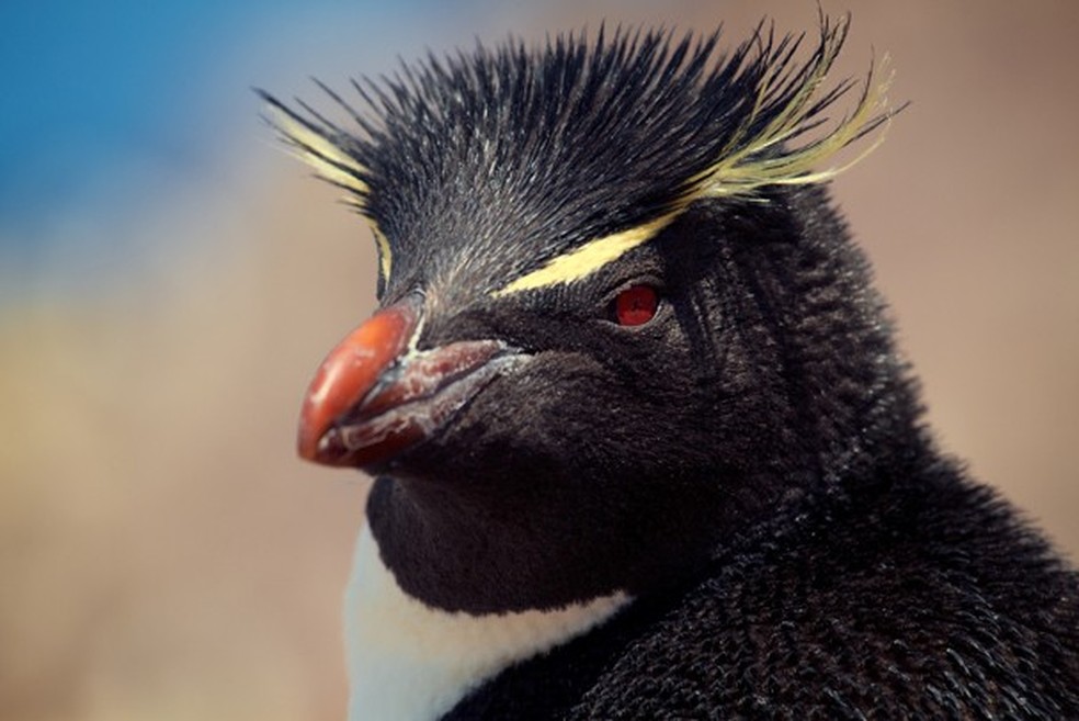 Pinguim de sobrancelha amarela, Isla de los Pinguinos, Patagônia Argentina (Foto: Marcos Gadaian) — Foto: Glamour