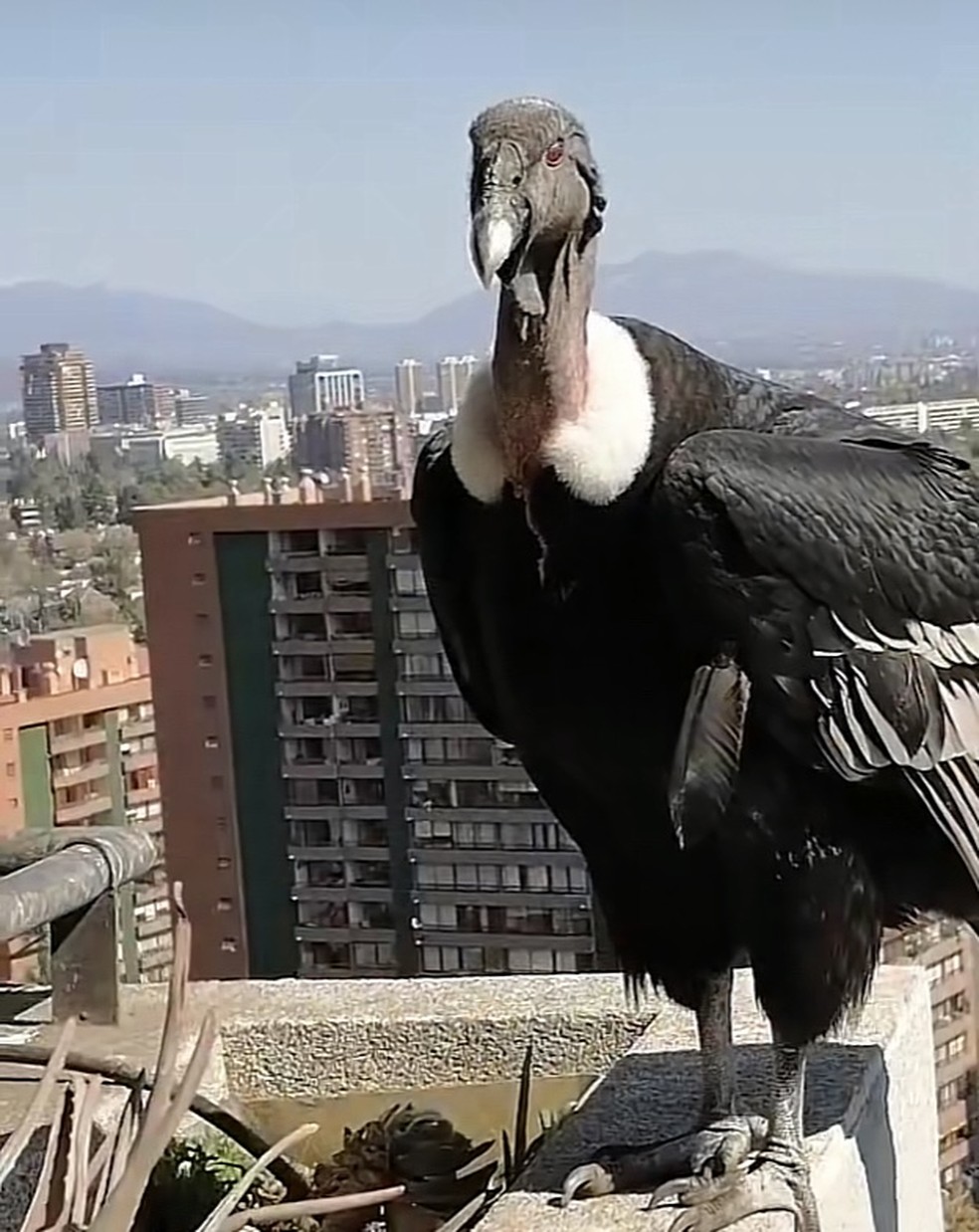 Condor de olho em poodle em prédio alto de Santiago do Chile — Foto: TikTok