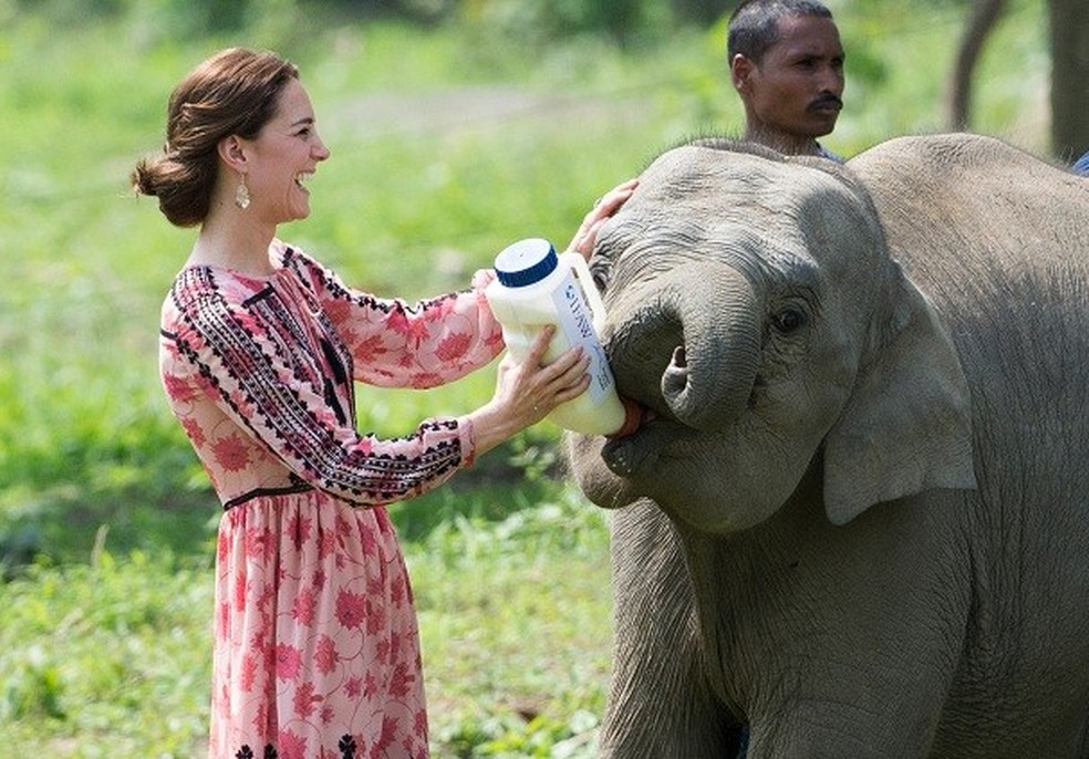 Kate Middleton dá mamadeira a elefante (Foto: Getty Images) — Foto: Glamour