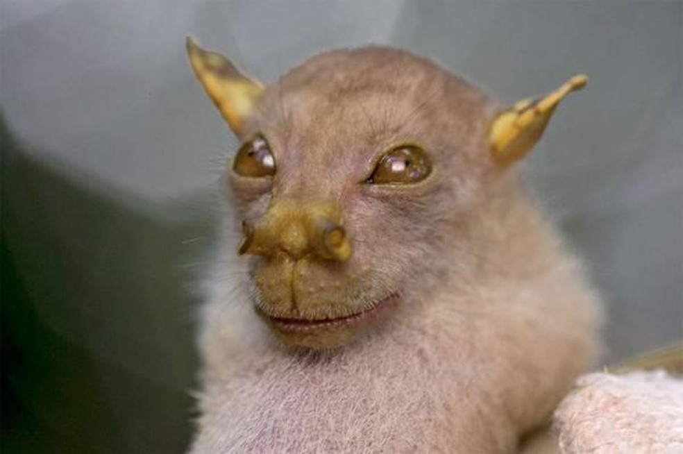 Morcego Nariz de Tubo (Foto: Reprodução) — Foto: Glamour