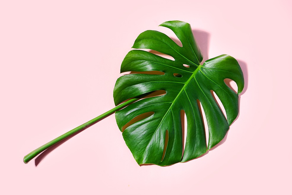 Costela-de-adão: como cuidar e onde colocar a planta em casa? — Foto: Getty Images