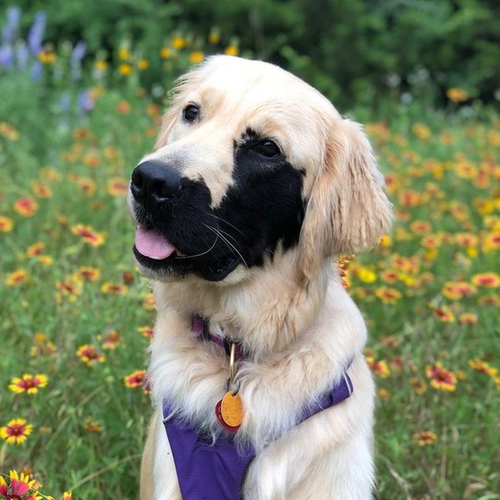 Cachorrinho com mancha no olho faz sucesso na web — Foto: Glamour