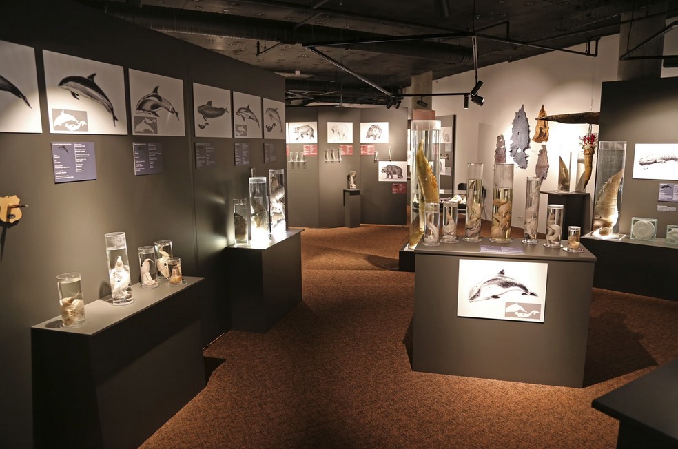 Museu Falológico (Reykjavík, na Islândia) — Foto: Reprodução/Site Oficial