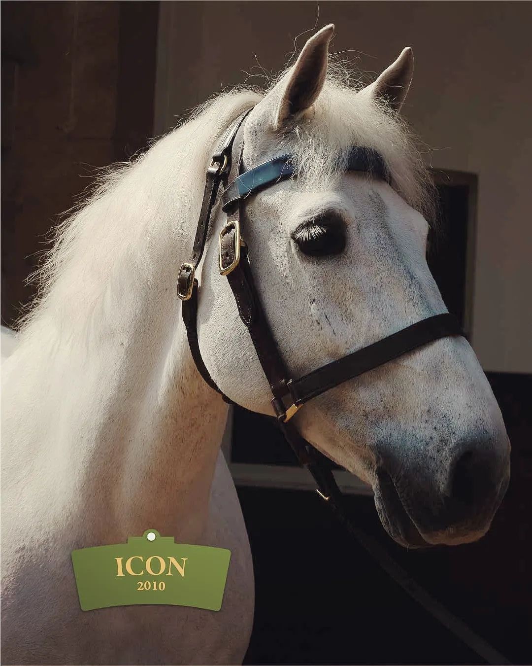 Conheça os oito cavalos que levarão as carruagens na coroação do Rei Charles III — Foto: Reprodução