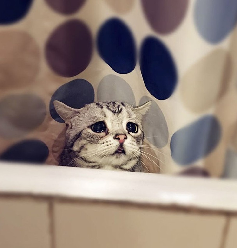 Conheça o “gato mais triste do mundo”
