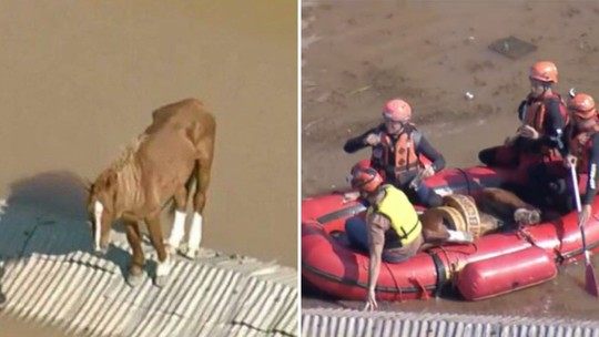 Caramelo: cavalo preso no telhado em Canoas (RS) é resgatado e web reage: "O bem venceu"