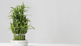 Bambu da sorte: onde colocar a planta para atrair boas energias