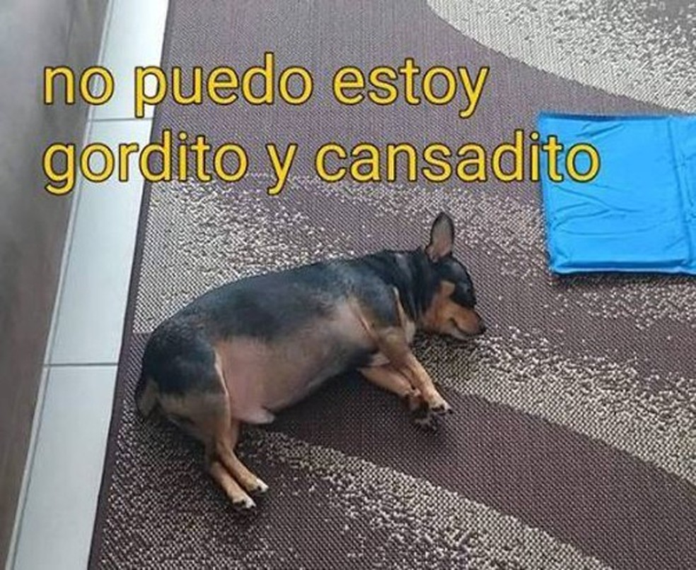 Gordito E Cansadito