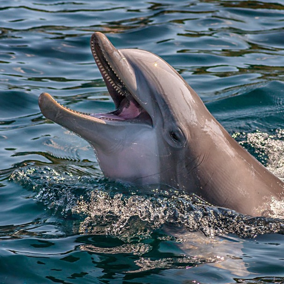 Golfinhos retornam aos canais de Veneza após isolamento de humanos (Foto: Getty Images ) — Foto: Glamour