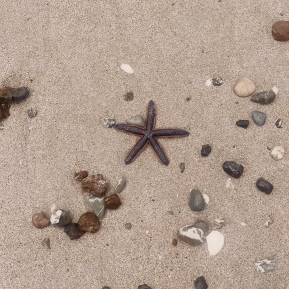 Algumas das lindezas da Isla Tortuga, localizada no Golfo de Nicoya — Foto: Acervo Pessoal/Manoela Morel