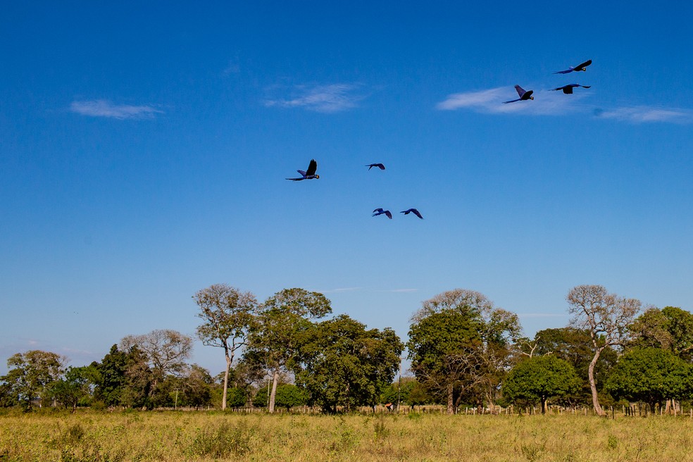 A procura pelo Pantanal cresceu mais de 100%. Na foto, revoada de araras-azuis — Foto: Thiago Bernardes (@maremfoto)