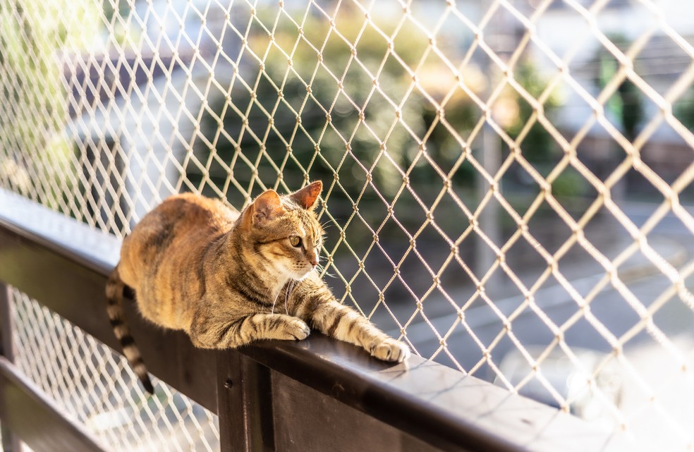 Cuidados com o pet no verão — Foto: Getty Images