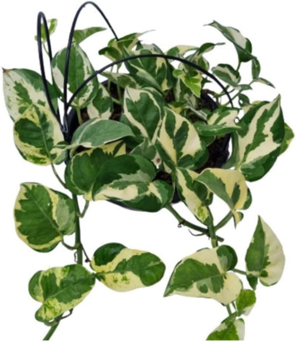 Planta jiboia — Foto: Divulgação