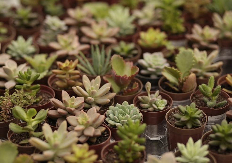 Suculentas: um guia para você ter e cuidar bem das suas plantas (Foto: Divulgação/Esalflores) — Foto: Glamour
