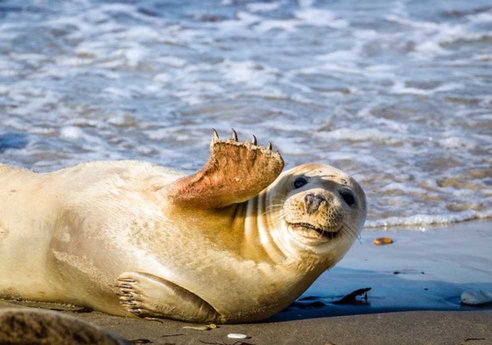 Young gray seal, Halichoerus grypus, smiles and waves. Helgoland, Schleswig-Holstein, Germany. (Foto: Getty Images) — Foto: Glamour