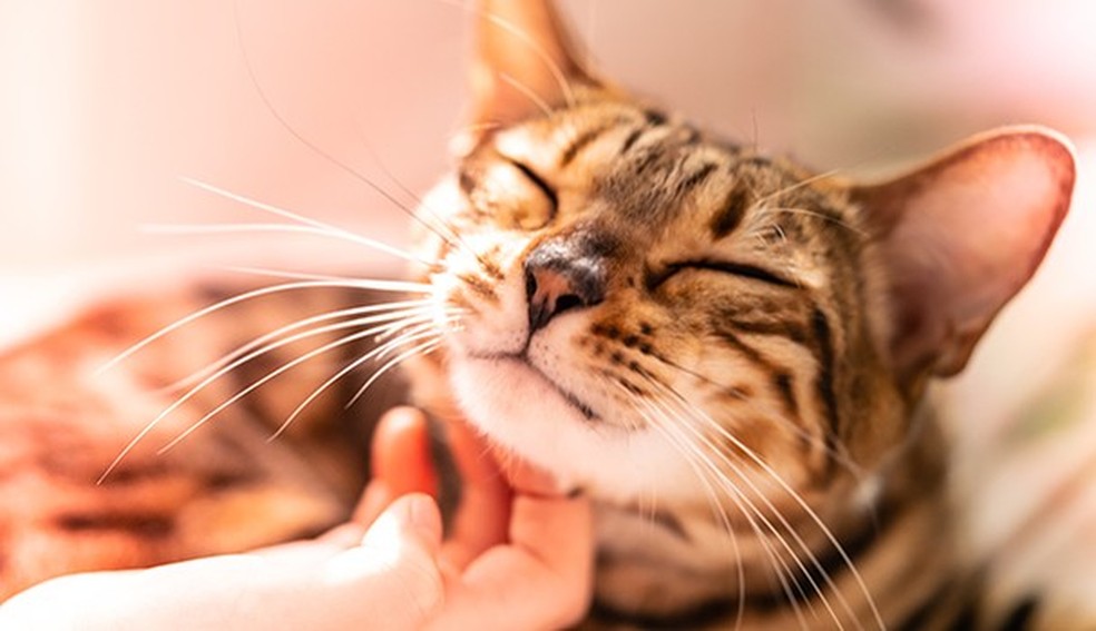 Miau! Se você ama gatos, precisa seguir estes 10 perfis no Instagram
