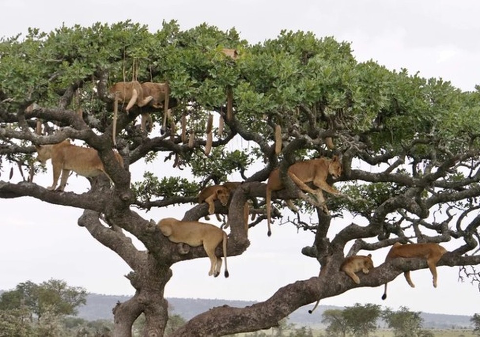 Leões viralizam ao tirar cochilo em árvore (Foto: Reprodução ) — Foto: Glamour