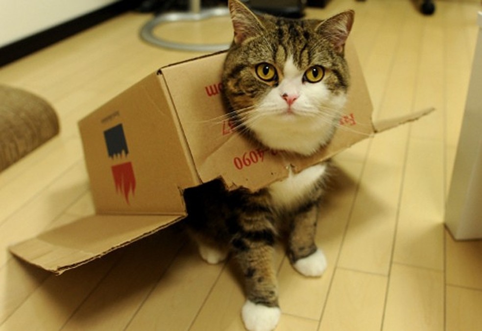 Maru ama caixas (Foto: Reprodução blog sisinmaru.blog17.fc2.com) — Foto: Glamour