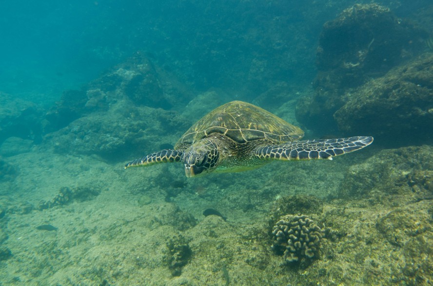 Tartarugas-verdes marinhas saem da lista de espécies ameaçadas de extinção