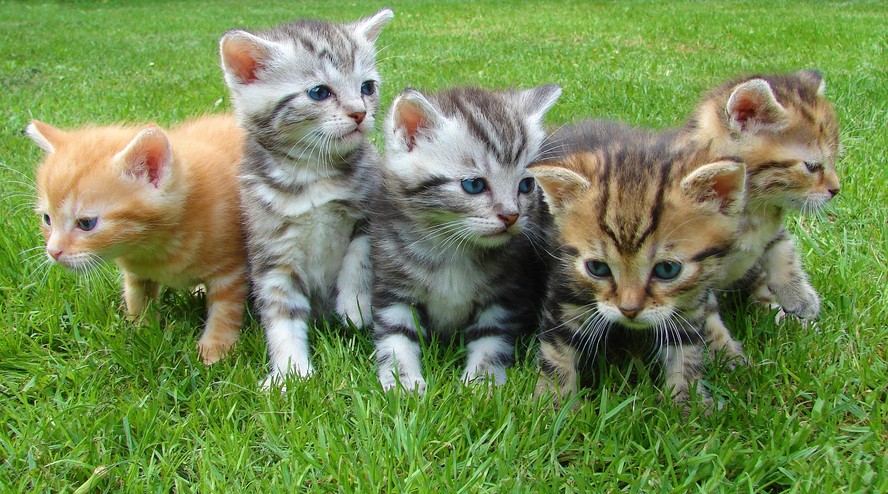 7 curiosidades sobre gatos que você talvez não saiba