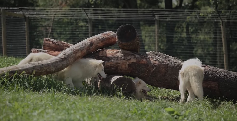 Lembra do lobo-terrível? Vídeo mostra primeira interação entre Khaleesi e irmãos; Assista — Foto: Reprodução/Youtube
