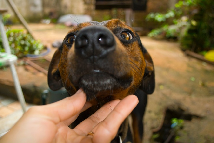 Cachorro