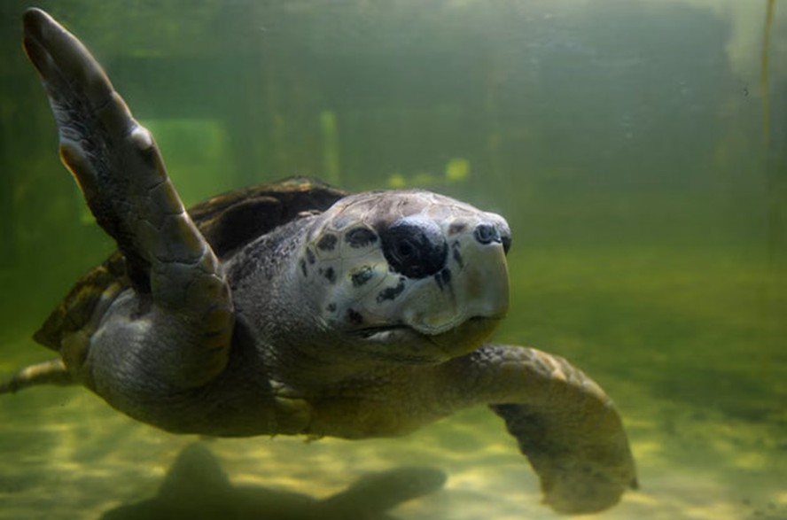 Após 40 anos em aquário, tartaruga volta ao mar e nada até o Brasil