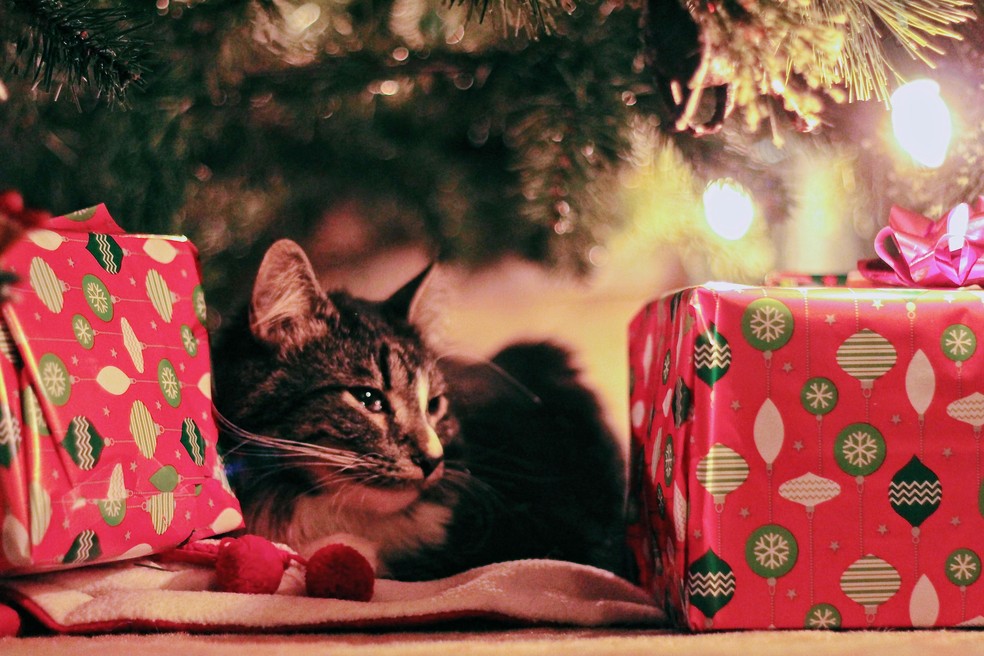 Como acalmar os pets nas festas de fim de ano? — Foto: Pexels