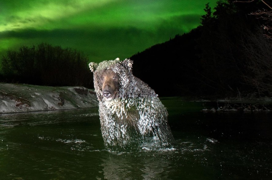 Fotógrafo passa mais de 3 anos em busca do clique perfeito: urso coberto de gelo sob a aurora boreal; veja!