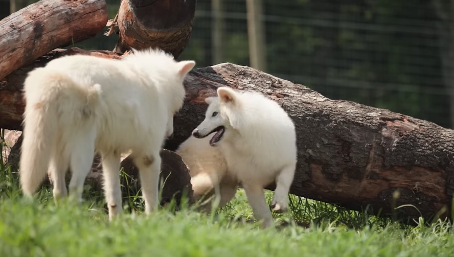 Lembra do lobo-terrível? Vídeo mostra primeira interação entre Khaleesi e irmãos; Assista