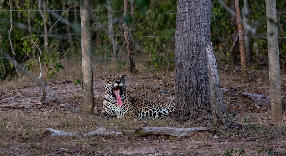'Acho que eu vi um gatinho' - safári no Pantanal — Foto: Thiago Bernardes (@maremfoto)