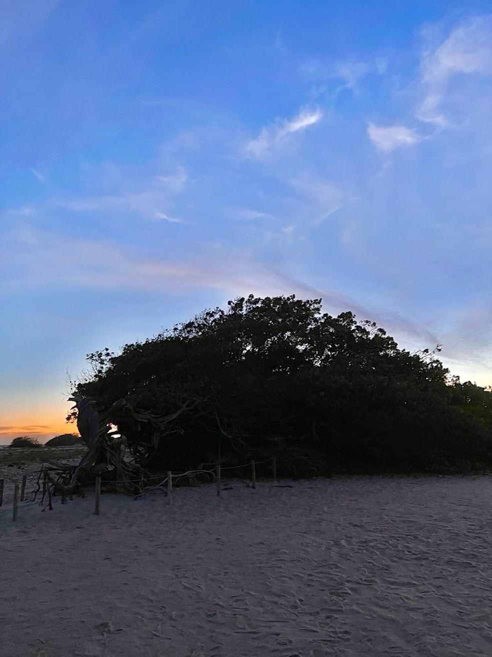 Árvore da Preguiça em Jericoacoara — Foto: Bruna Cambraia