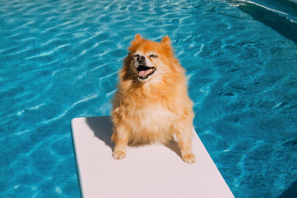 Cuidados com o pet no verão — Foto: Getty Images