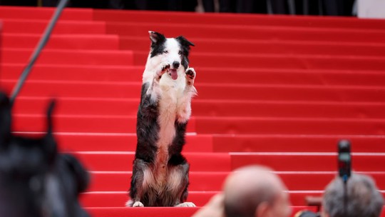 Festival de Cannes 2024: cachorro Messi concentra os flashes dos fotógrafos