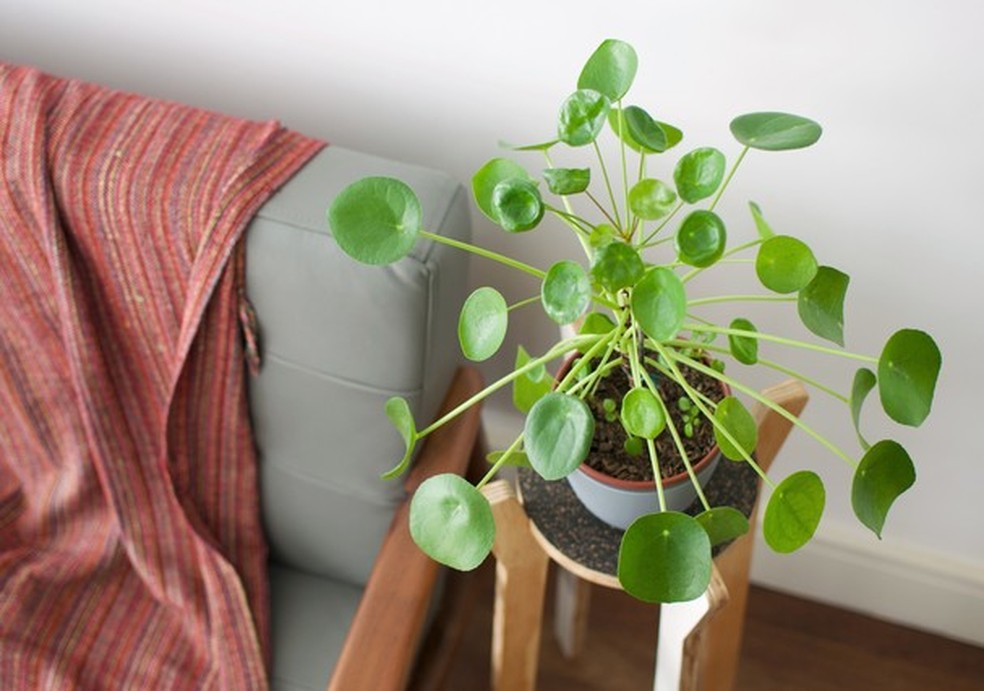 5 plantas fáceis de cuidar para quem vai morar sozinha (Foto: Getty Images) — Foto: Glamour