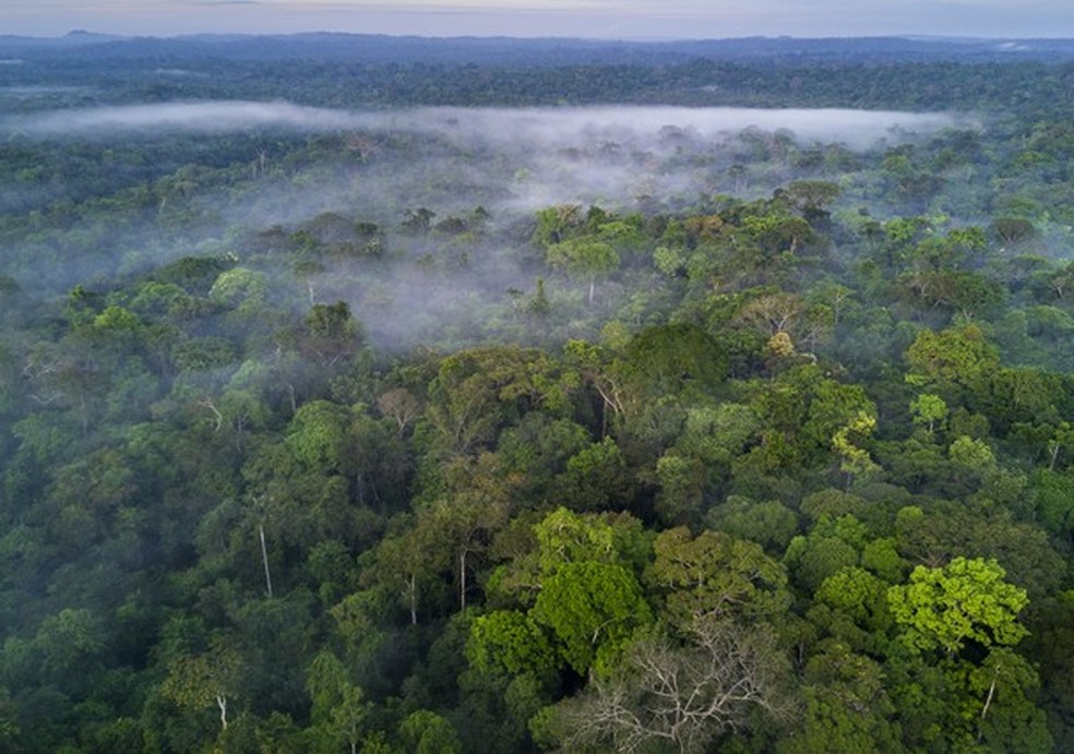 O que há por trás das queimadas e do desmatamento da Amazônia – e como ajudar (Foto: Getty Images) — Foto: Glamour