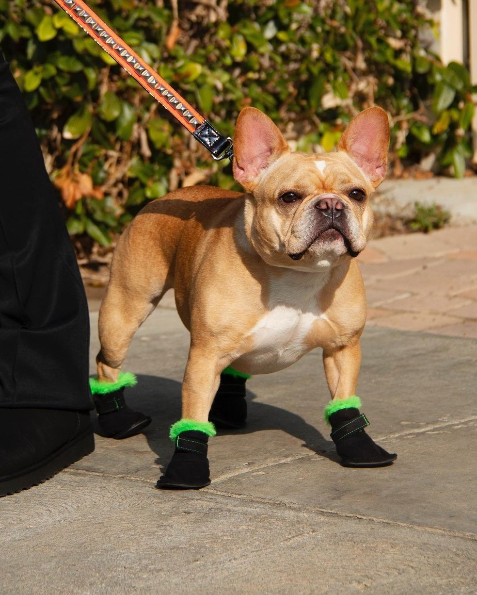 Dog uggs 2025
