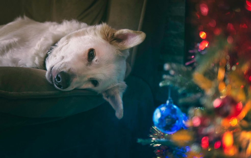 Como acalmar os pets nas festas de fim de ano? — Foto: Pexels