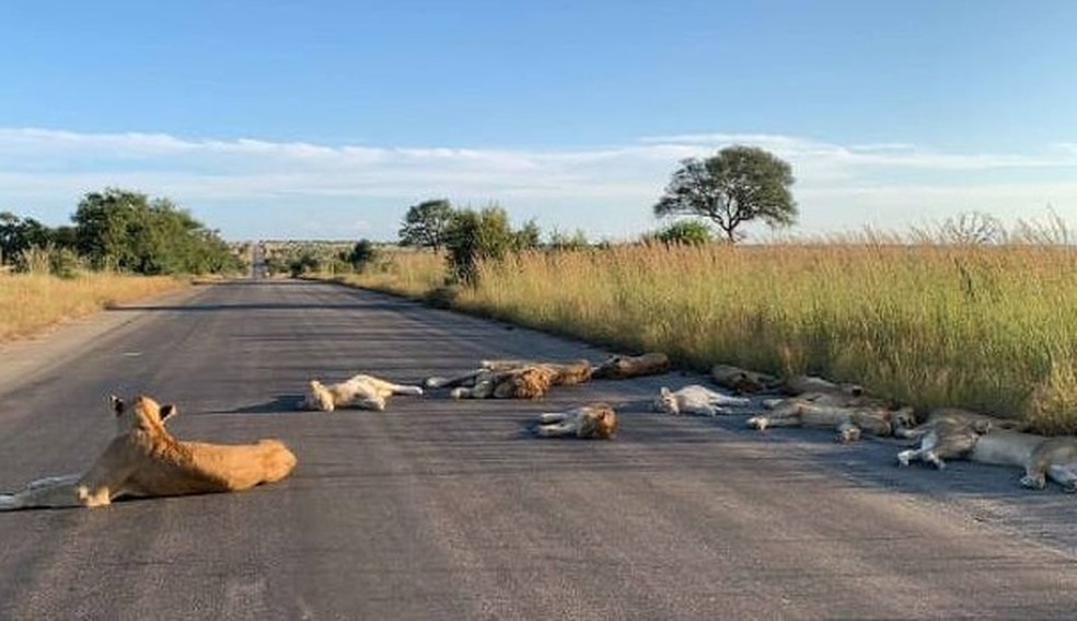 Leões usam via pra dormir na Africa do Sul (Foto: Reprodução) — Foto: Glamour