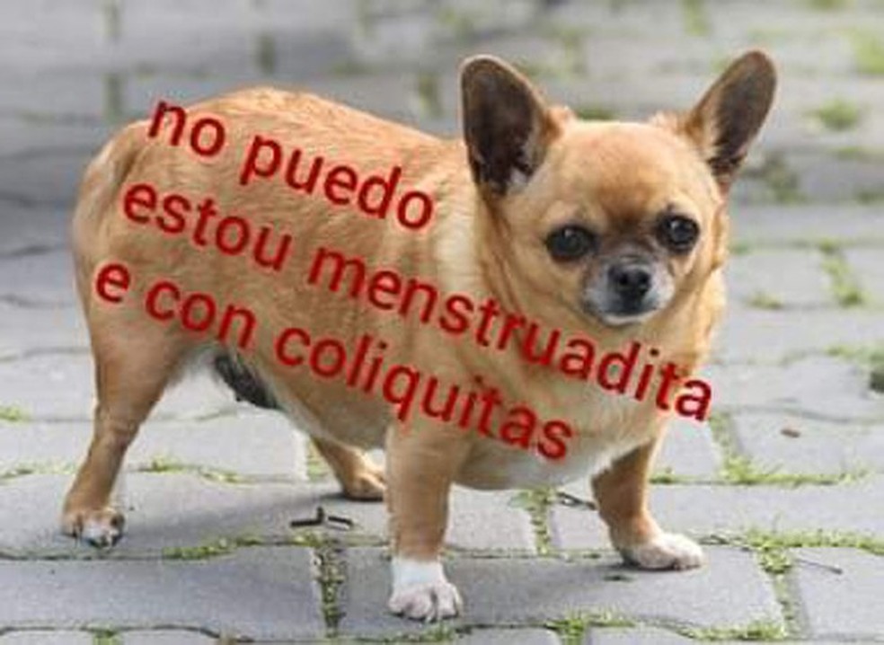Gordito y cansadito: destrinchamos a criação do melhor meme de 2019 ...