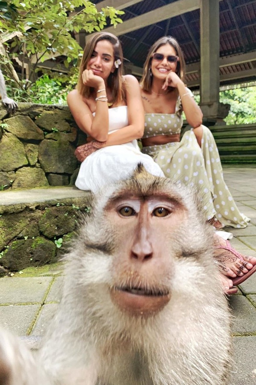 Macaco que tirou uma selfie é a personalidade do ano para a PETA